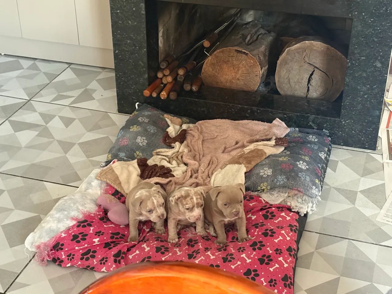 Cachorro - Foto 4