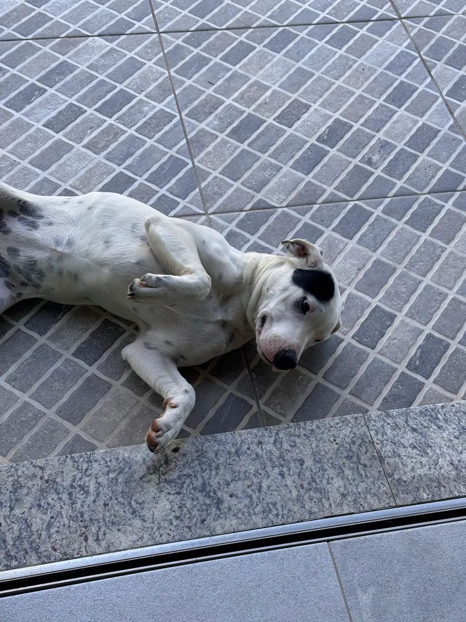 Doação responsável  - Foto 4