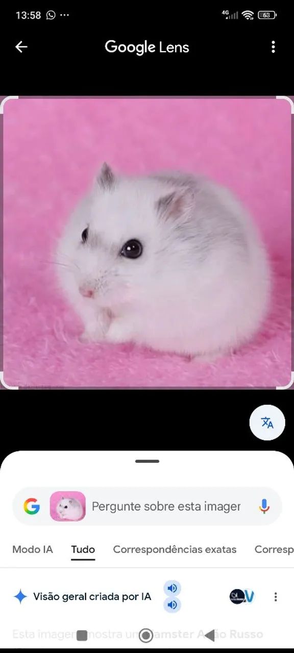 Hamster branco  - Foto 3