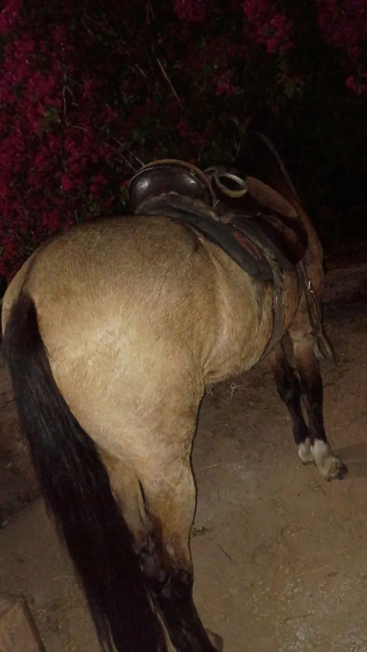 Vendo cavalo ótimo para cavalgada  - Foto 6