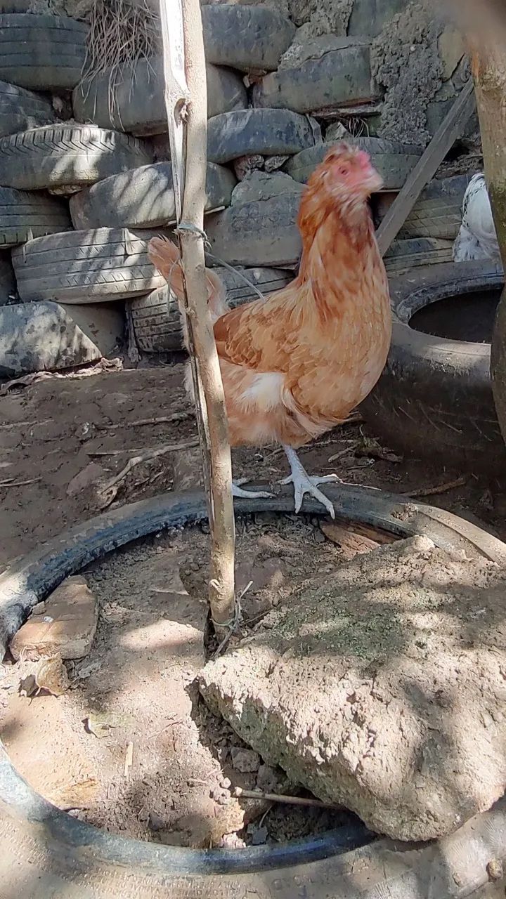 Galinha  - Foto 2