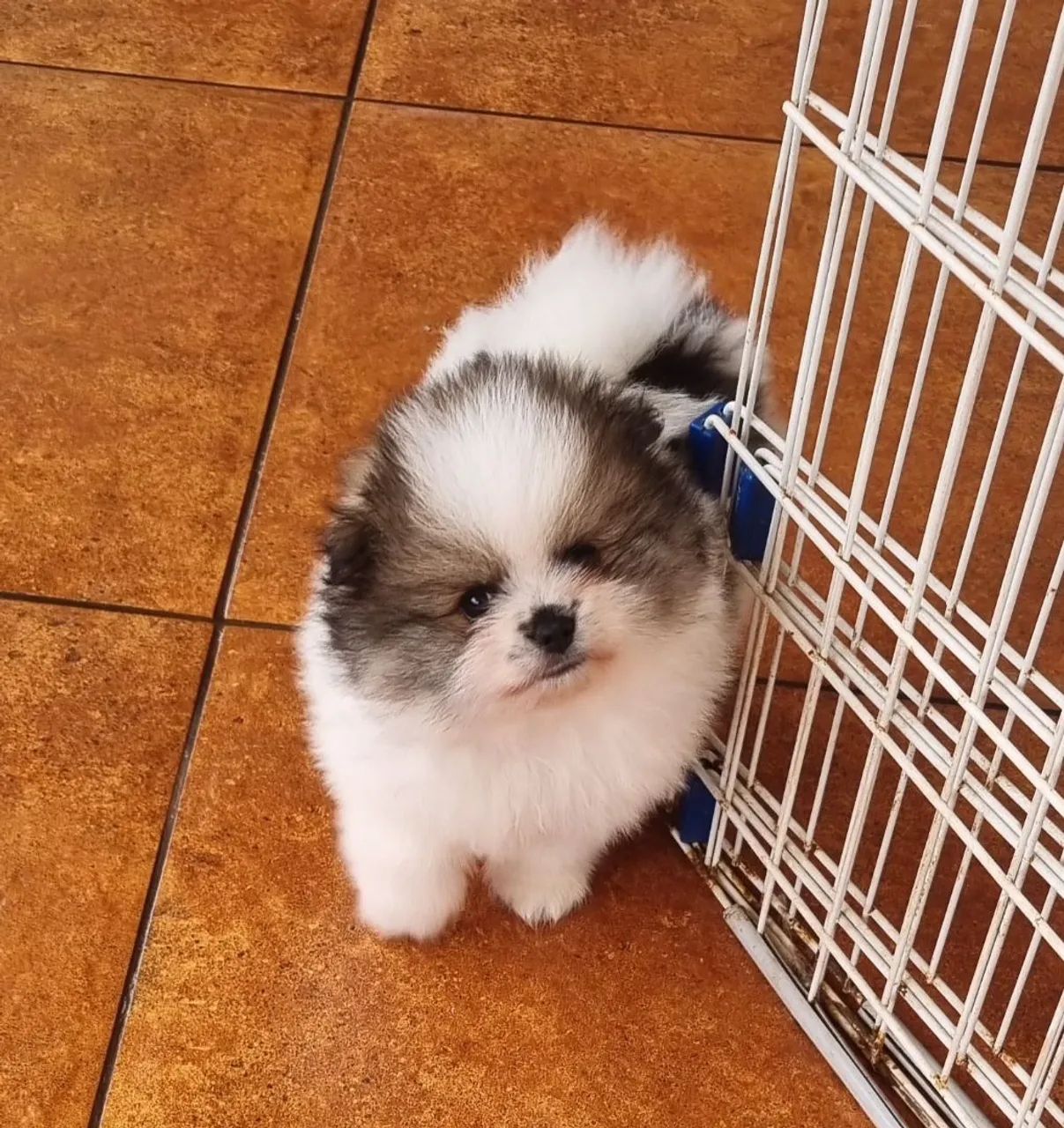 Spitz alemão macho  - Foto 2