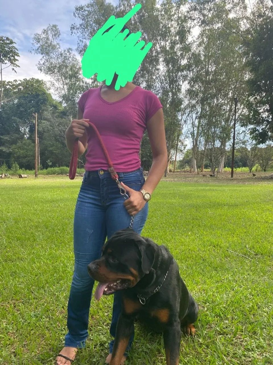 Vendo Filhotes de Rottweiler Com Pedigree  - Foto 4