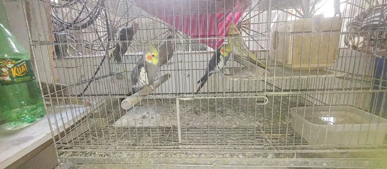Gaiolas