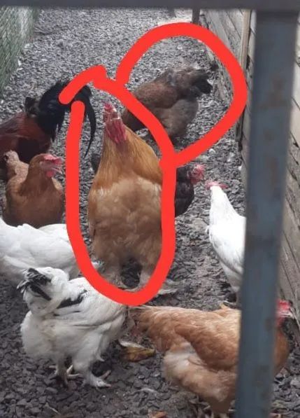Galo e galinha raça Brahma Gravataí  - Foto 2