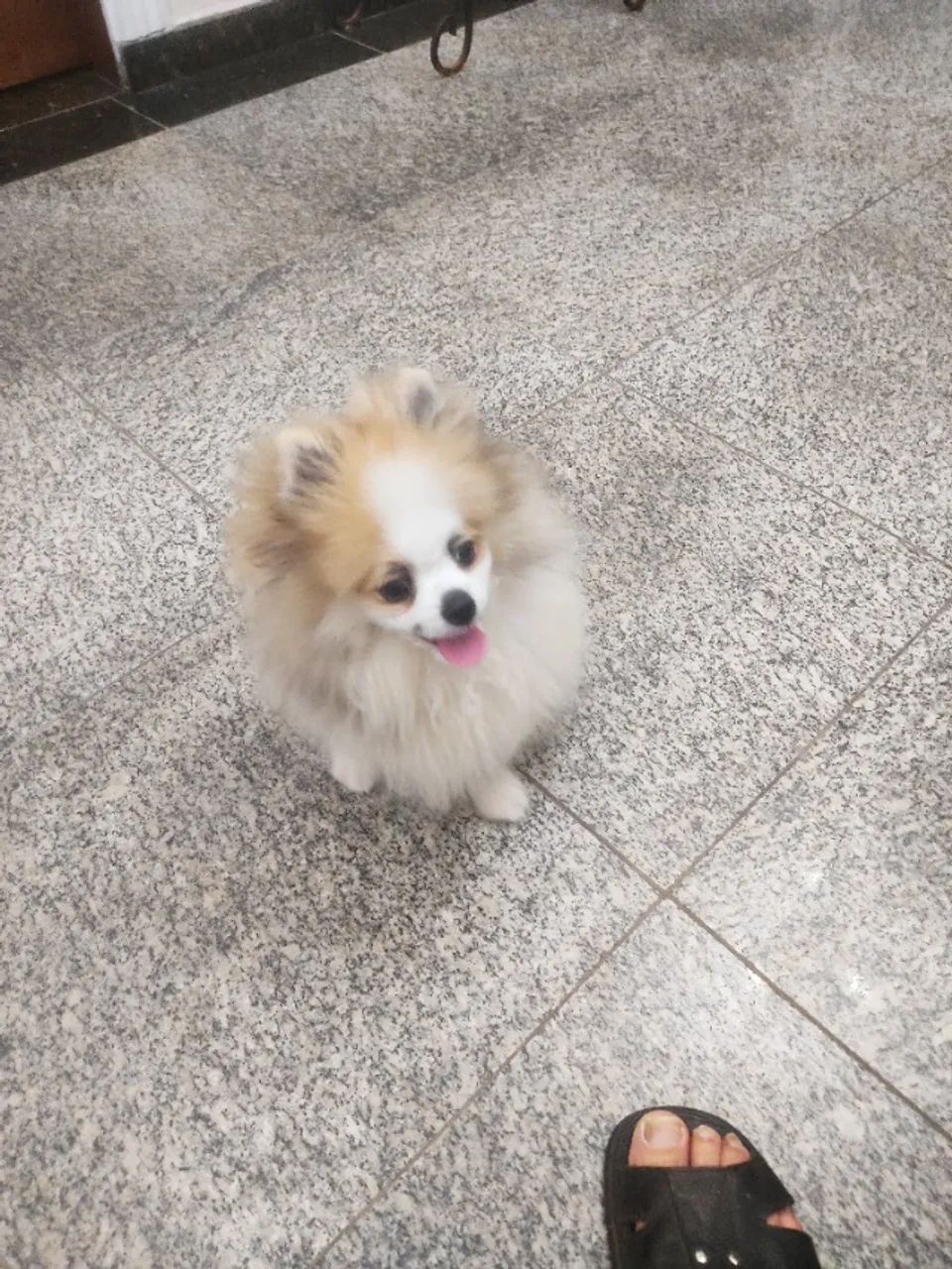 Filhote de Lulu