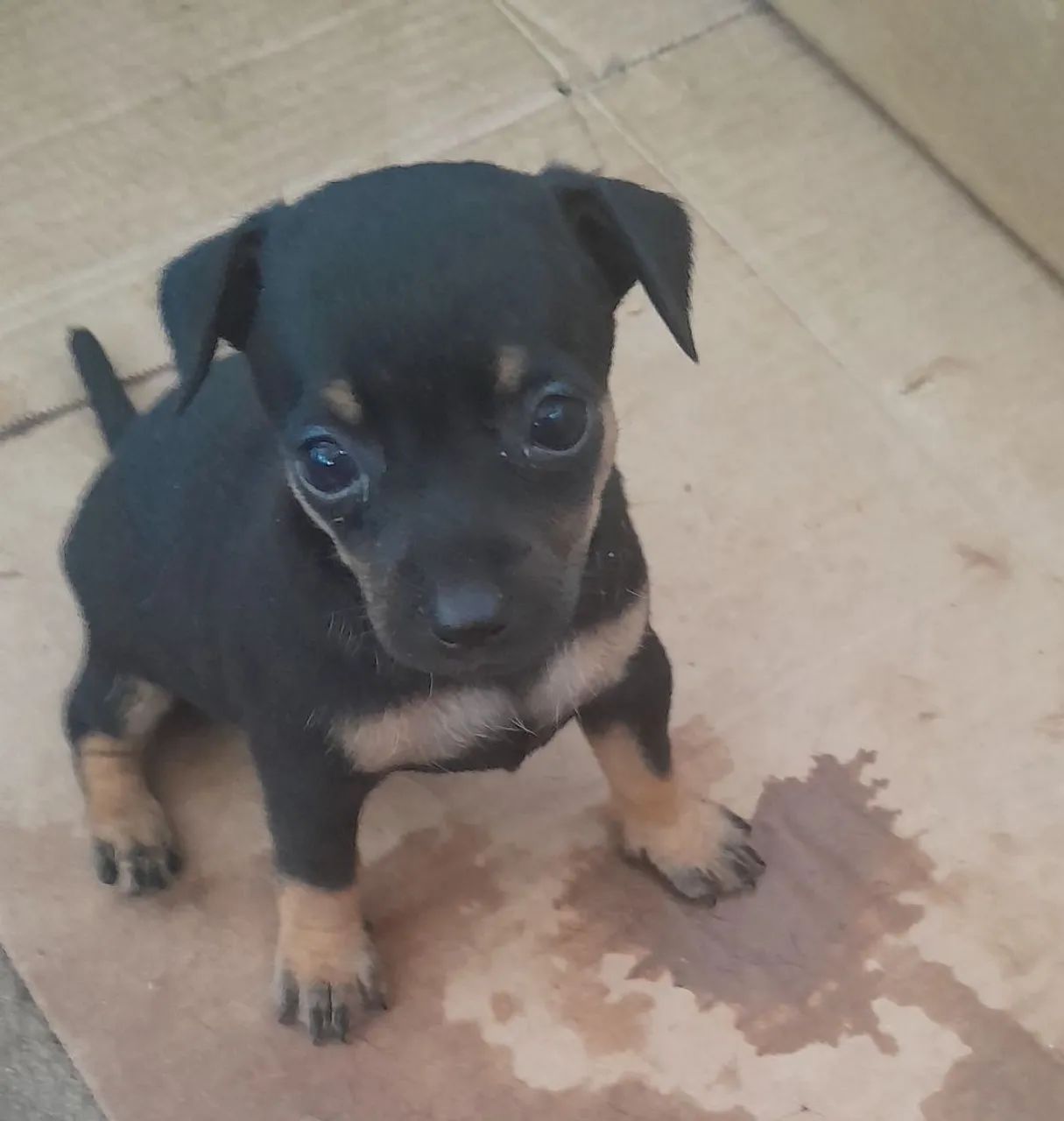 Cachorro pinscher  - Foto 2