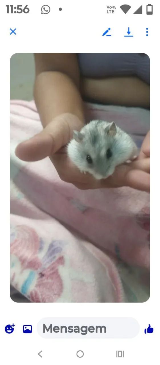 Vendo ou troco, casal d ramister anão Russo.