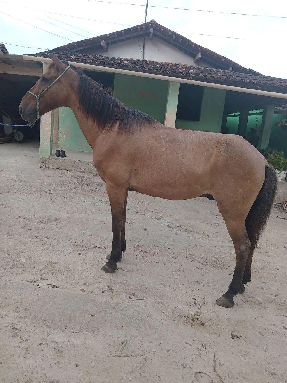 Vendo e troco cavalo manga larga de marcha picada  - Foto 3