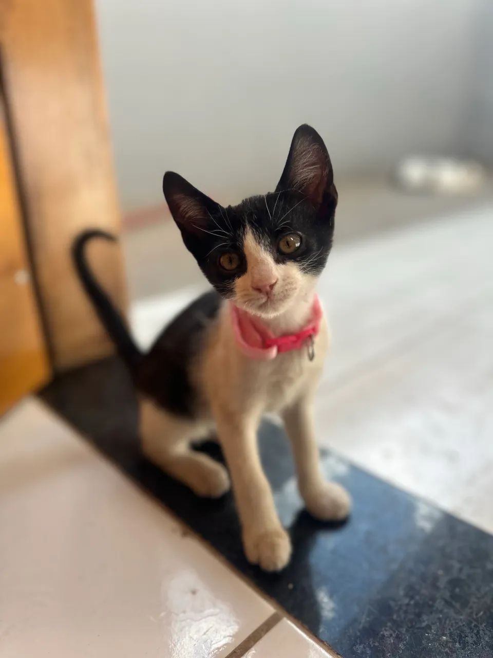 Doação de gatinhos  - Foto 4