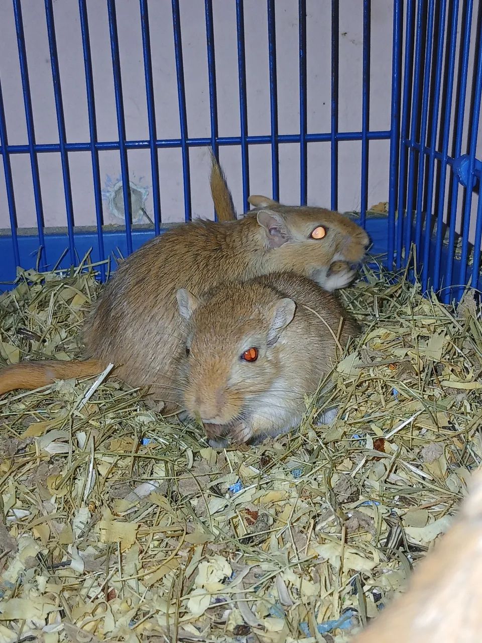 Vendo gerbil - Foto 2