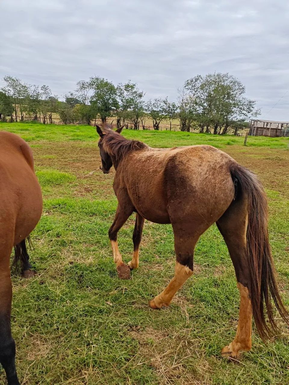 Égua potra marchadeira - Foto 2