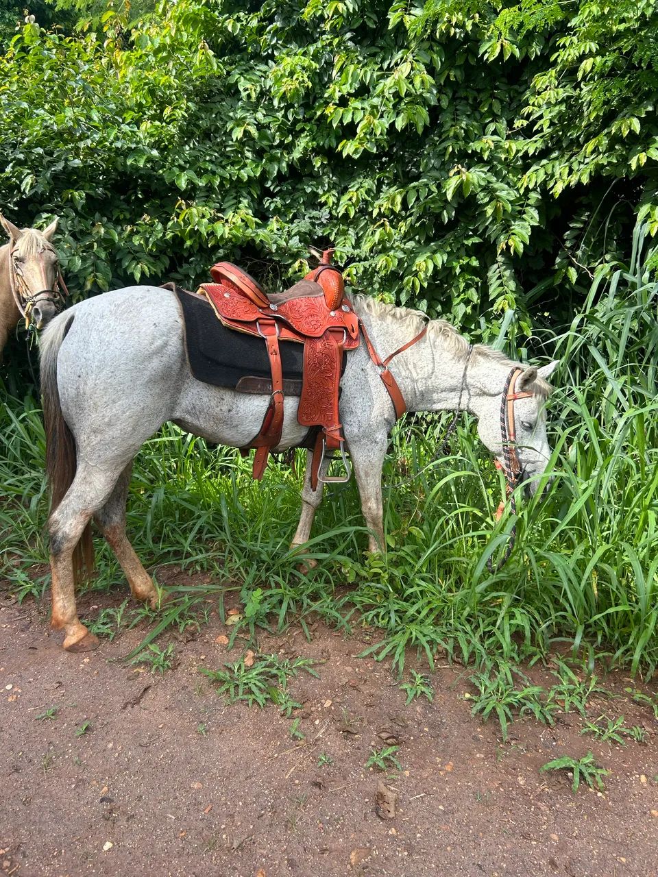 Égua Qm de laço  - Foto 2