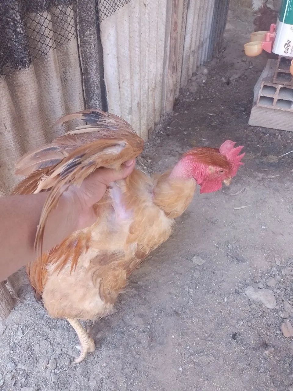 Vende-se  - Foto 2