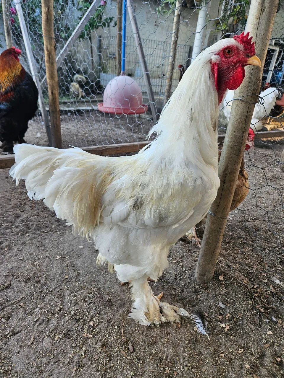 Brahma