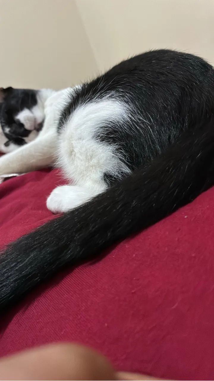 Doação gata 4 meses  - Foto 2