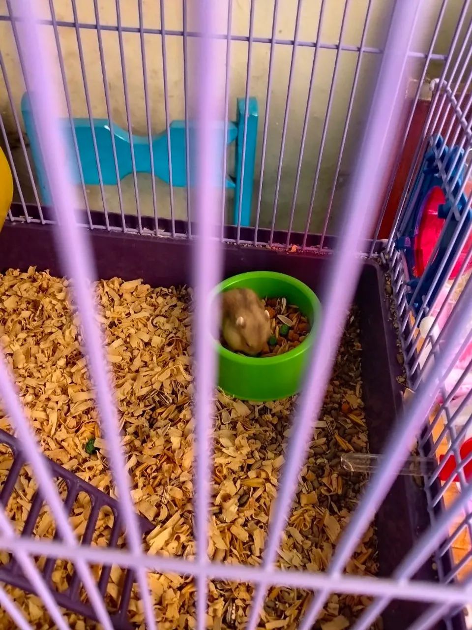 Hamster - Foto 4