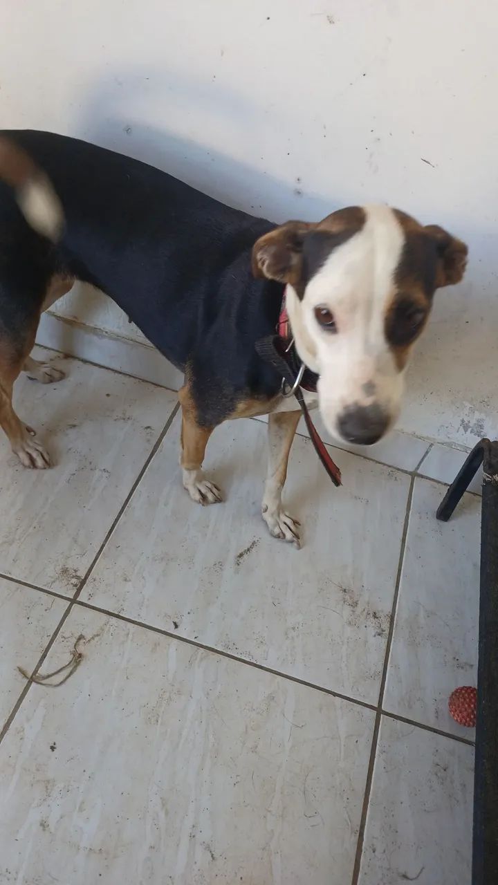 ADOÇÃO  - Foto 4
