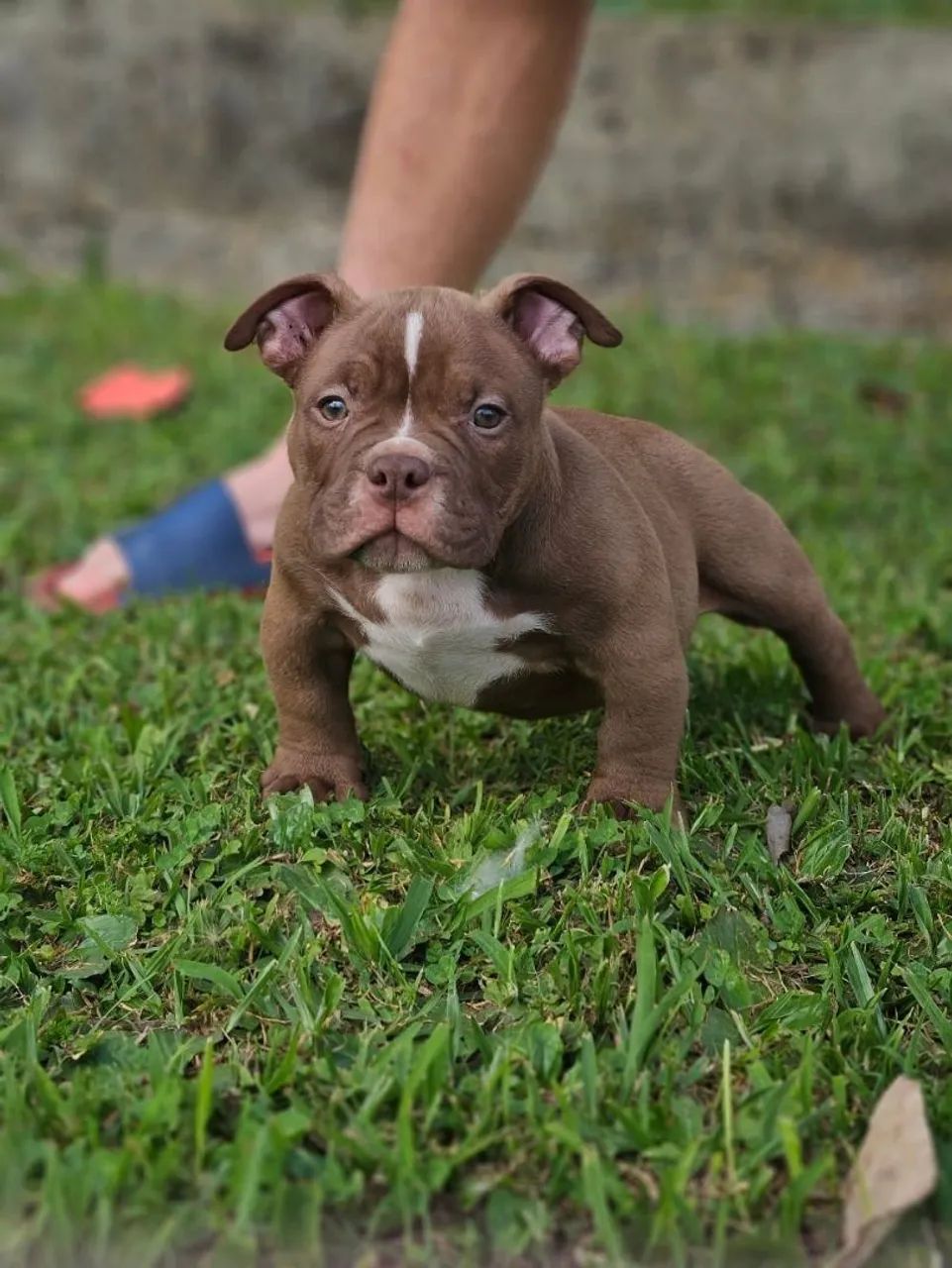 American Bully  - Foto 4