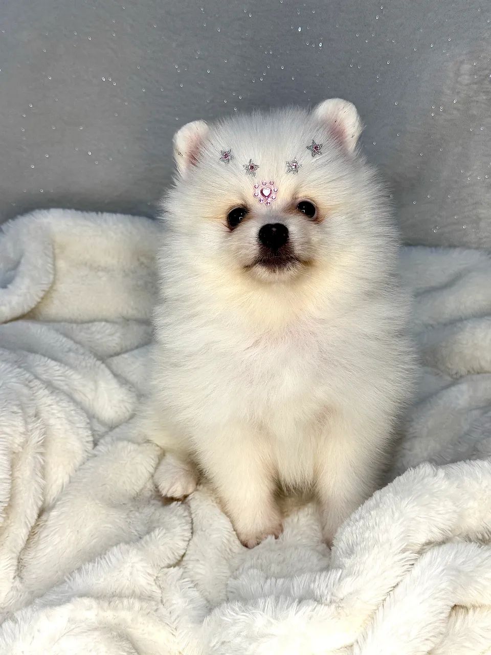 Spitz Alemão (Lulu da Pomerânia)  - Foto 5