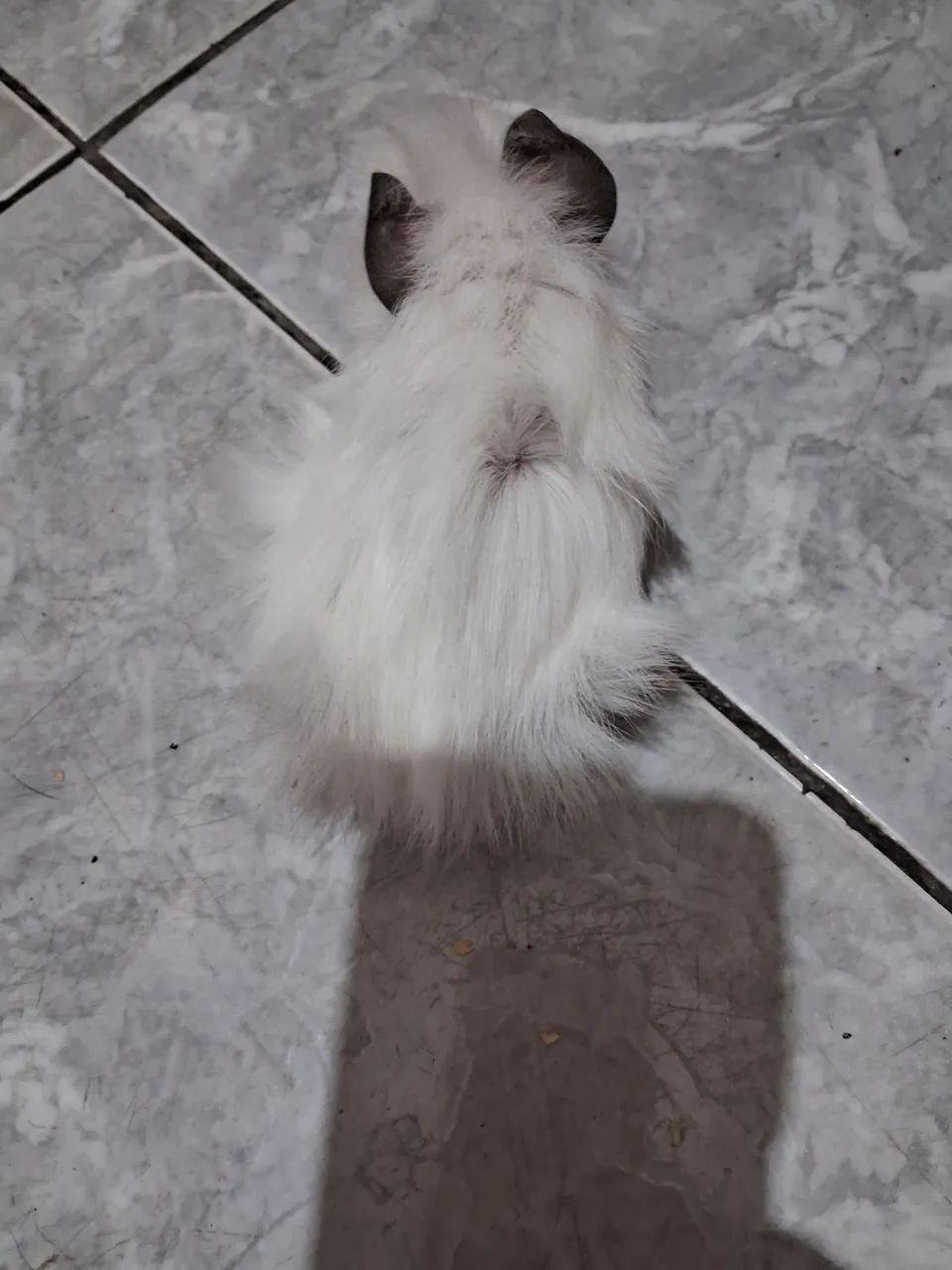 Vendo 2 pouquinho da Índia às 2 é fêmea   - Foto 3