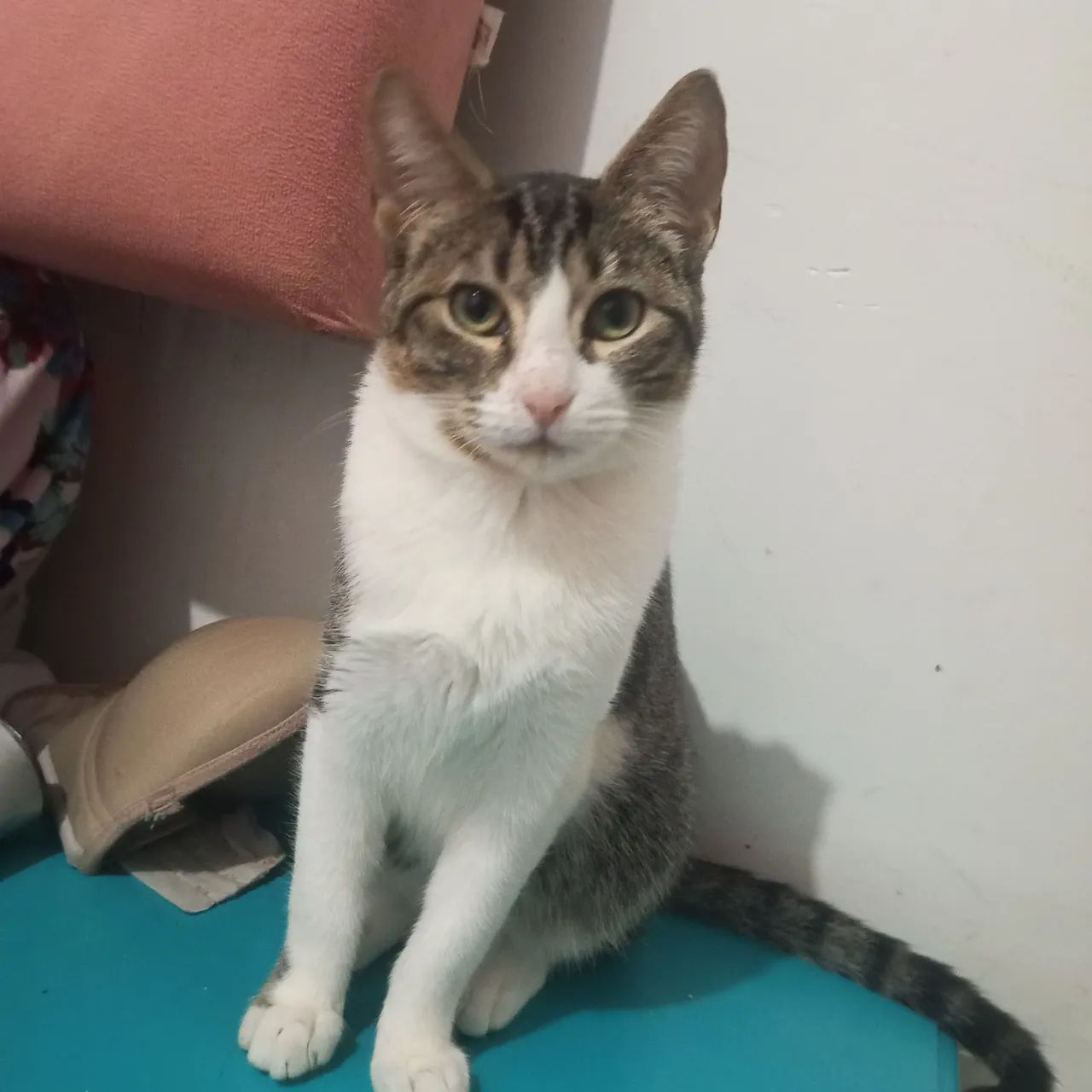 Doa -se Gatos  - Foto 3