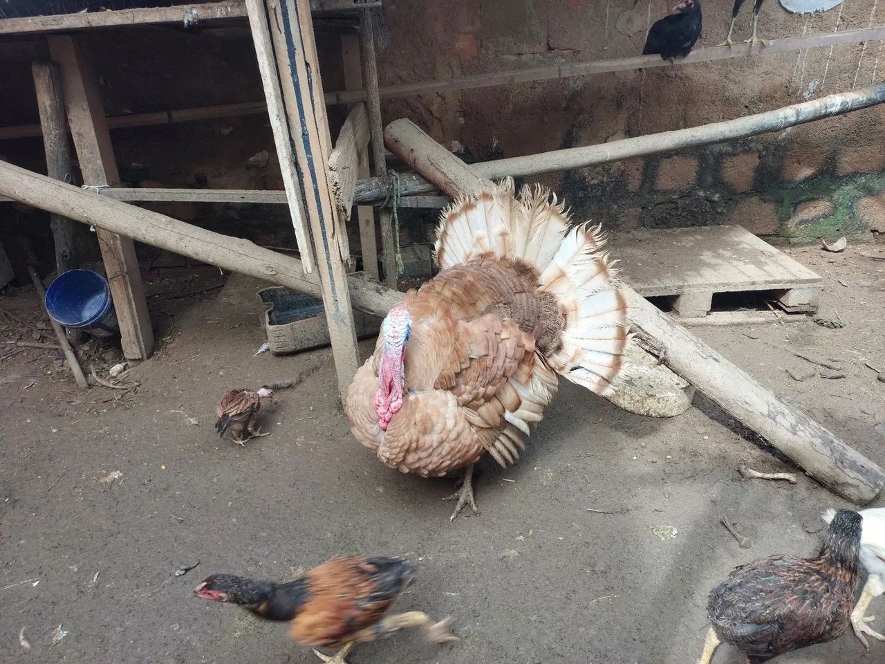 Casal de Perus - Foto 4