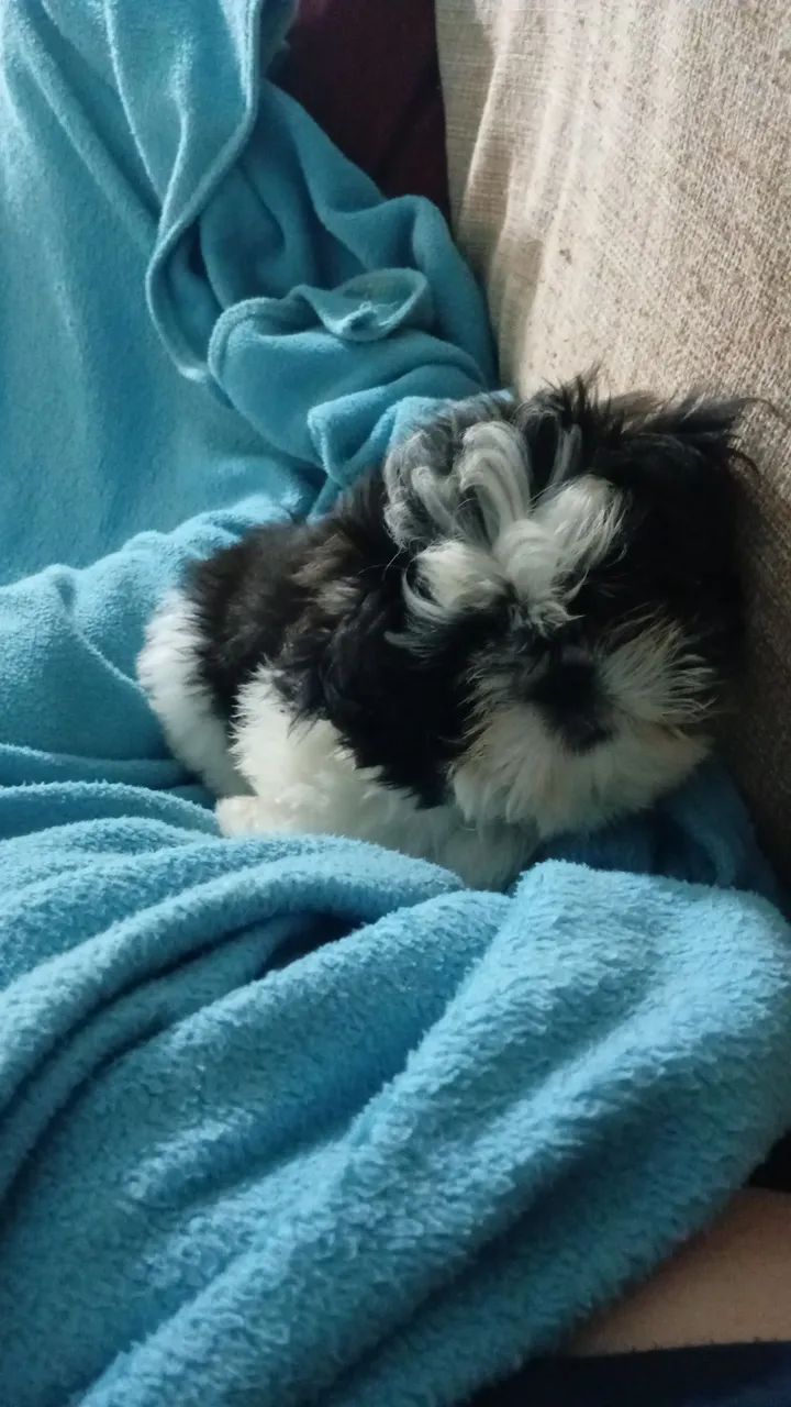 Vendo  cachorro   shiatsu macho 