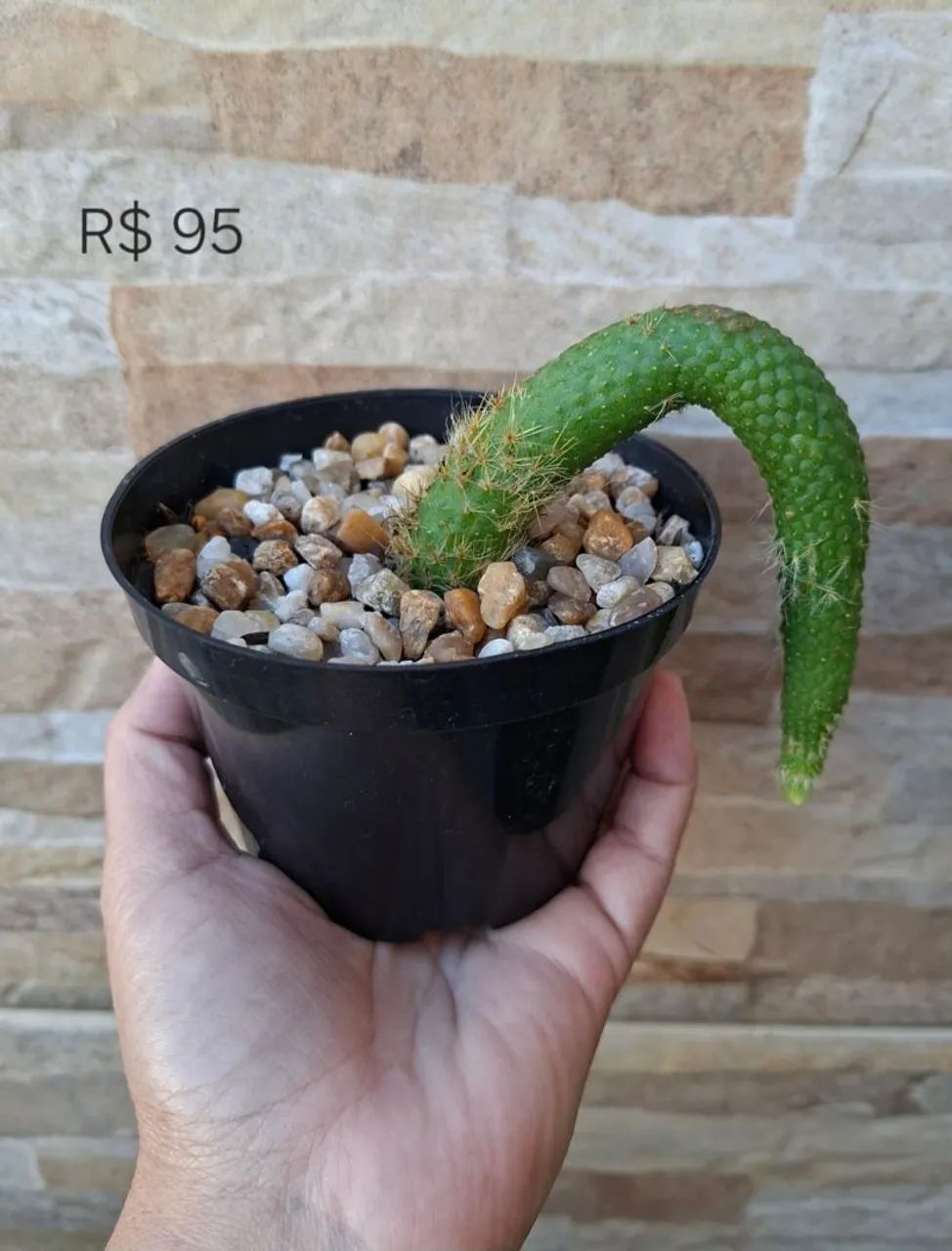 Hildewintera inermis (rabo de gambá)