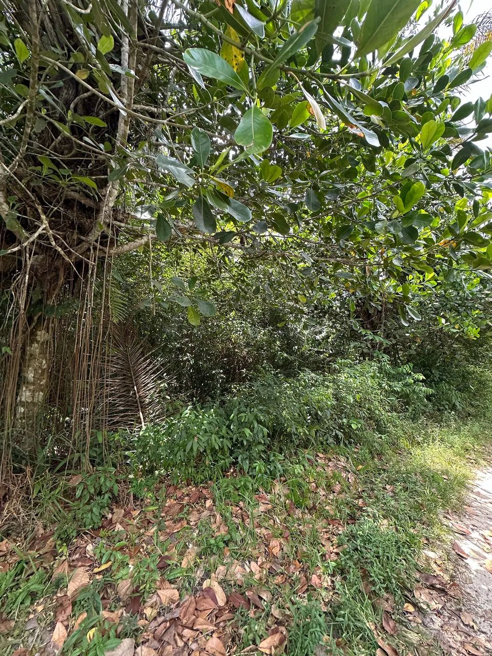 Terreno em mosqueiro - Foto 4