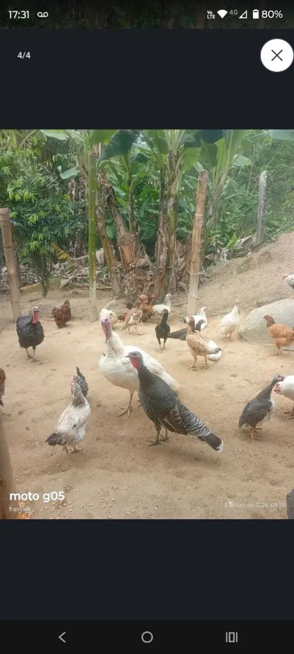 Vende se galinhas  - Foto 2