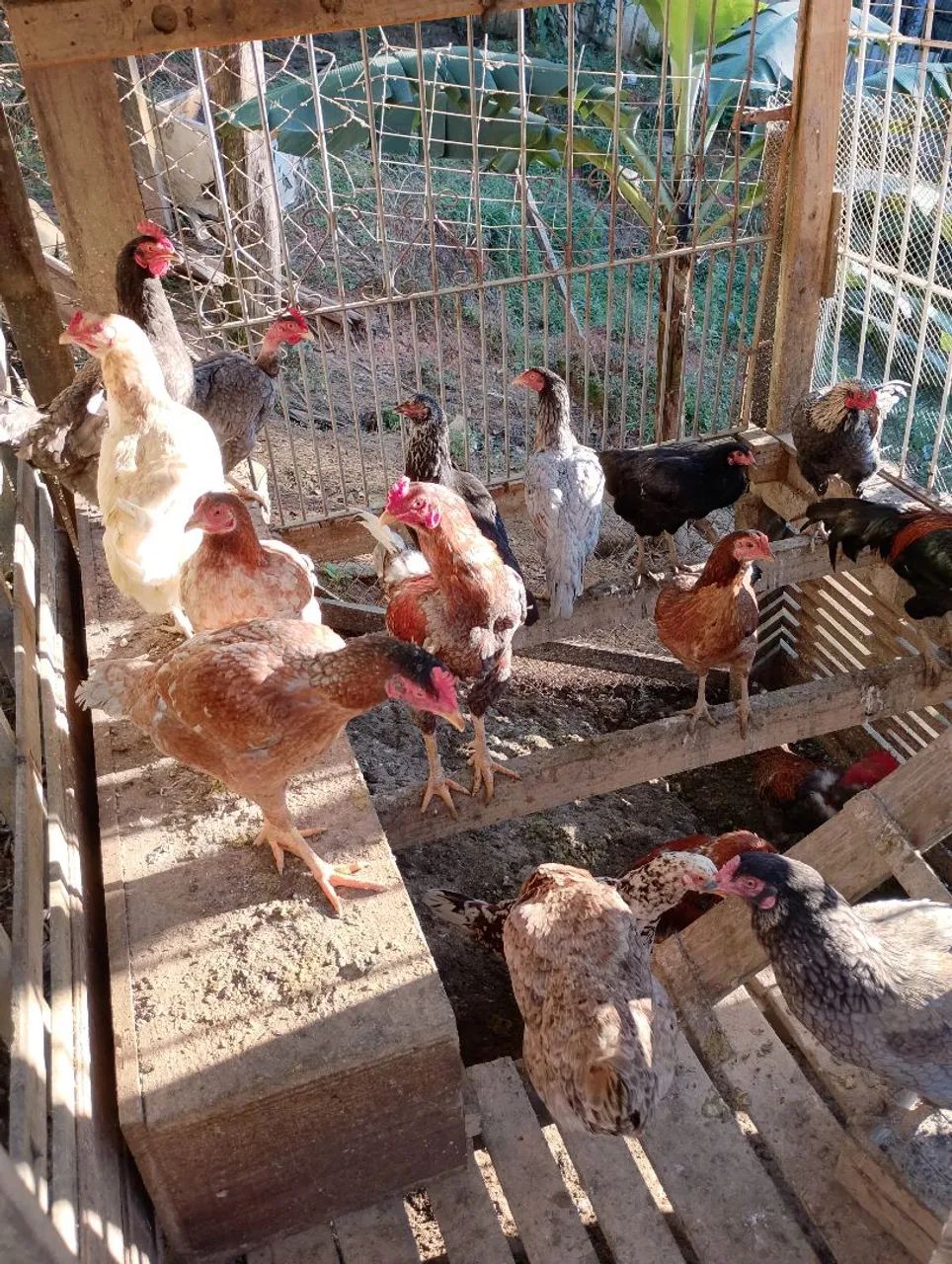 Lindos galos e galinha 