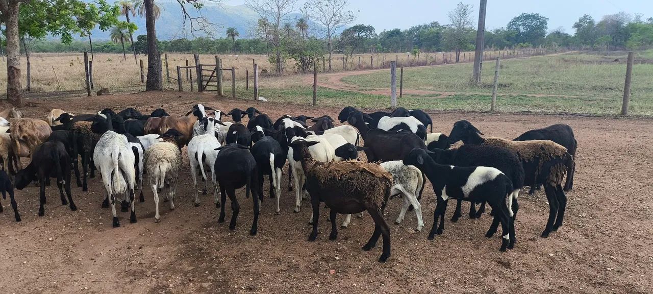 Ovelhas e carneiros  - Foto 3