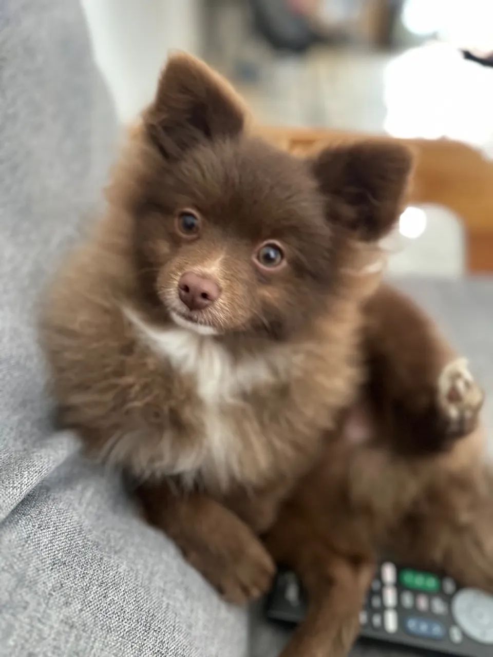 Spitz Alemão  - Foto 4