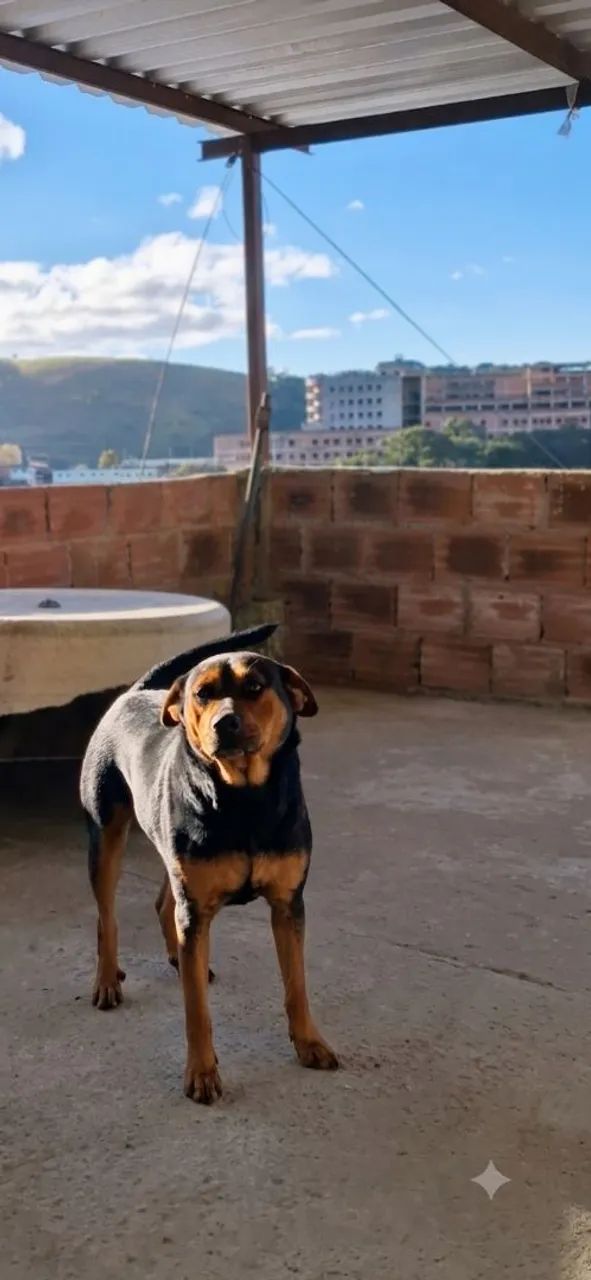 Doação responsável  - Foto 3