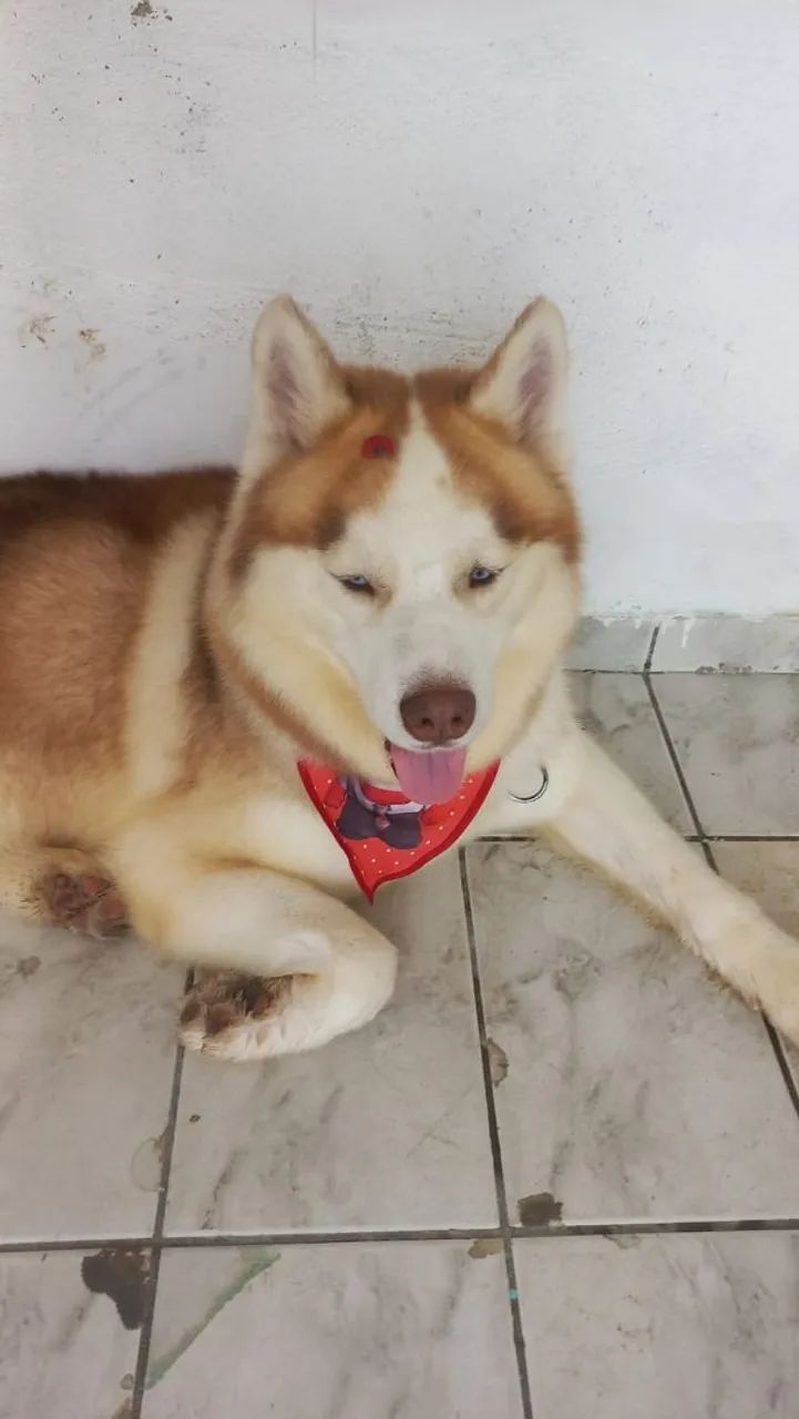 Procuro namorada pra um Husk