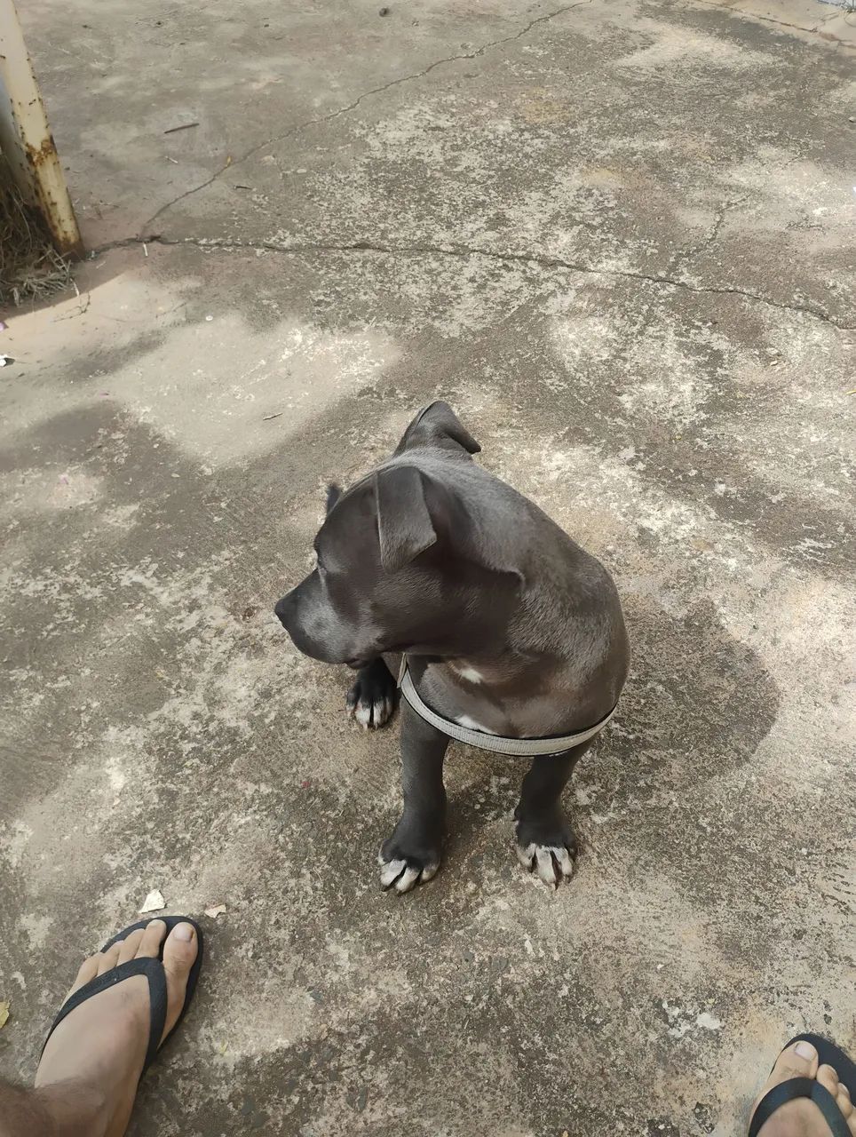 Pitbull