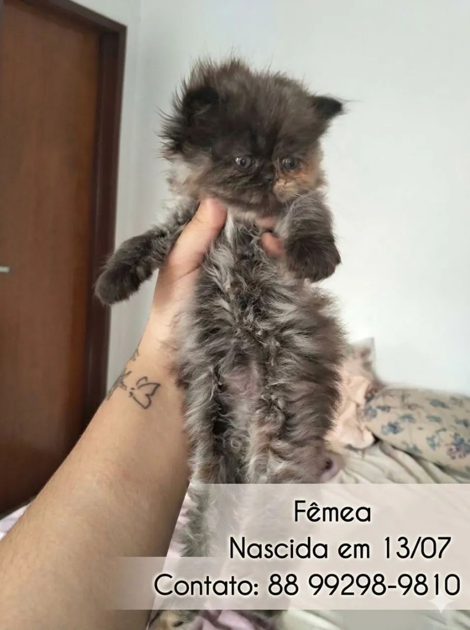 Gata persa fêmea disponível 