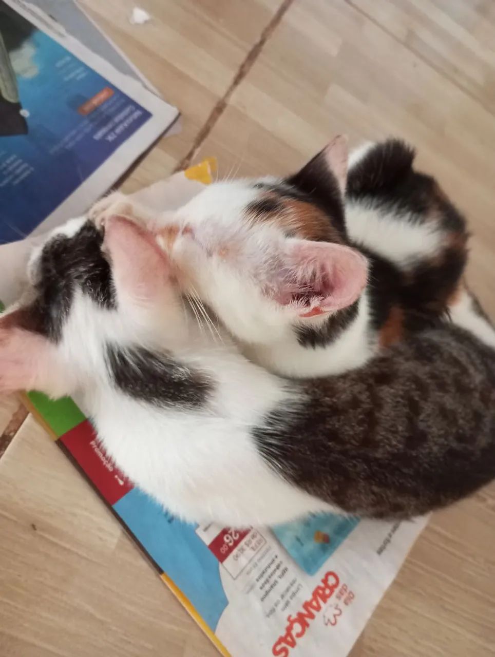 Doação responsável, leia com atenção a descrição - Foto 4