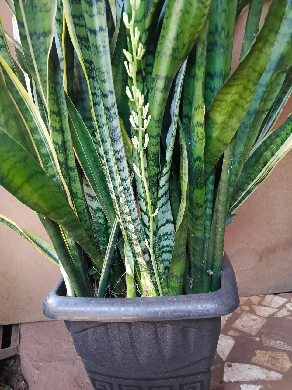 Plantas e jardim  - Foto 2