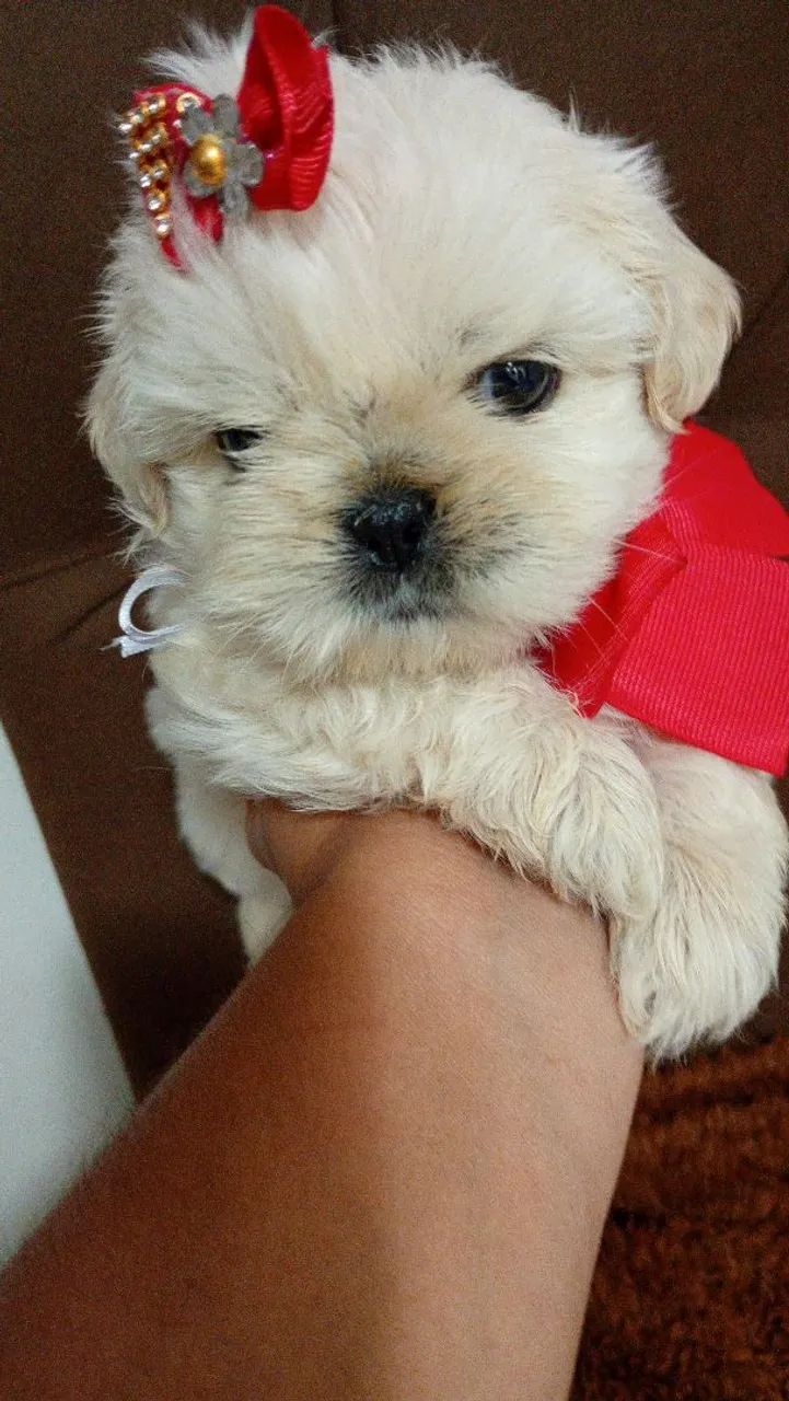 Que  lindas ? - Foto 4