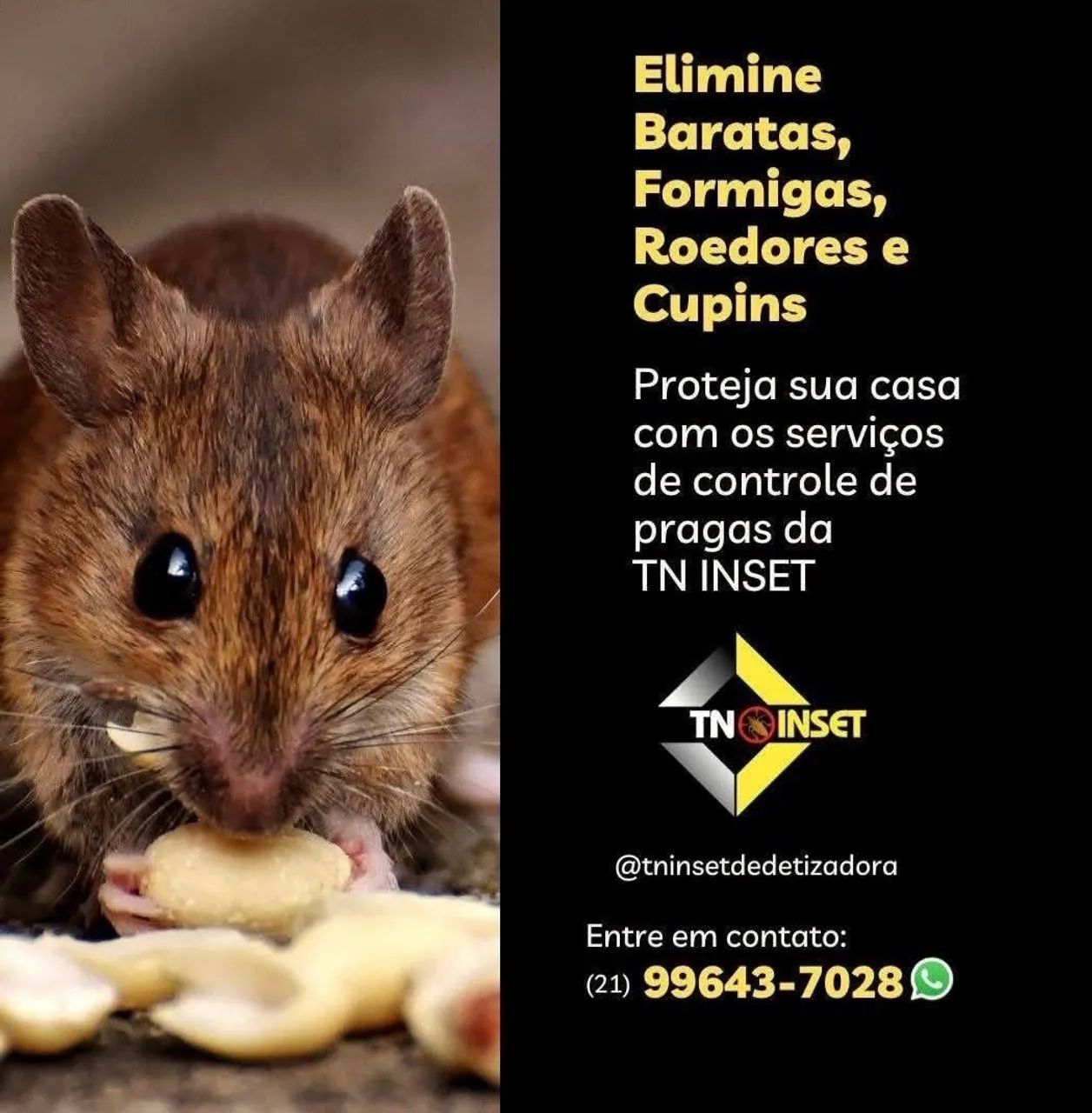 DEDETIZAÇÃO SEM CHEIRO - Foto 2