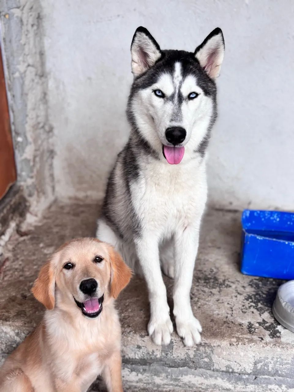 Husky - Foto 3