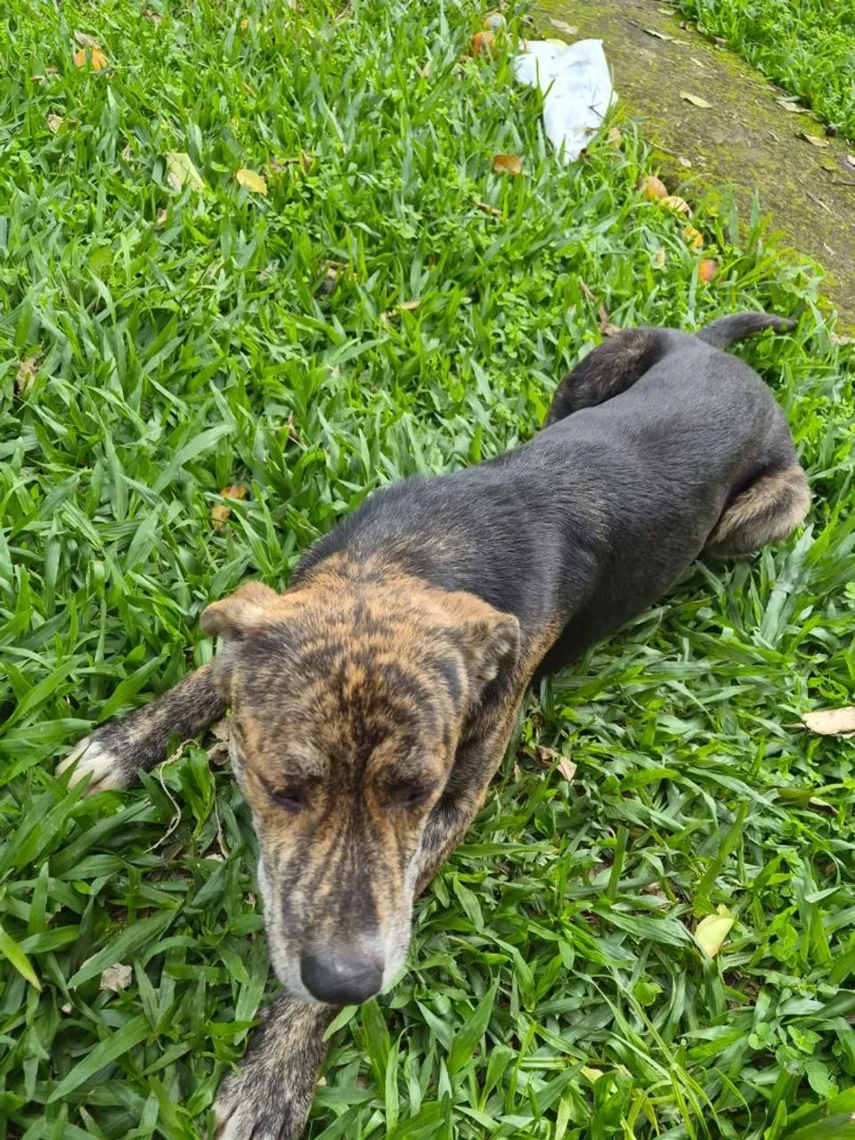 Doação de cachorrinho - Foto 5