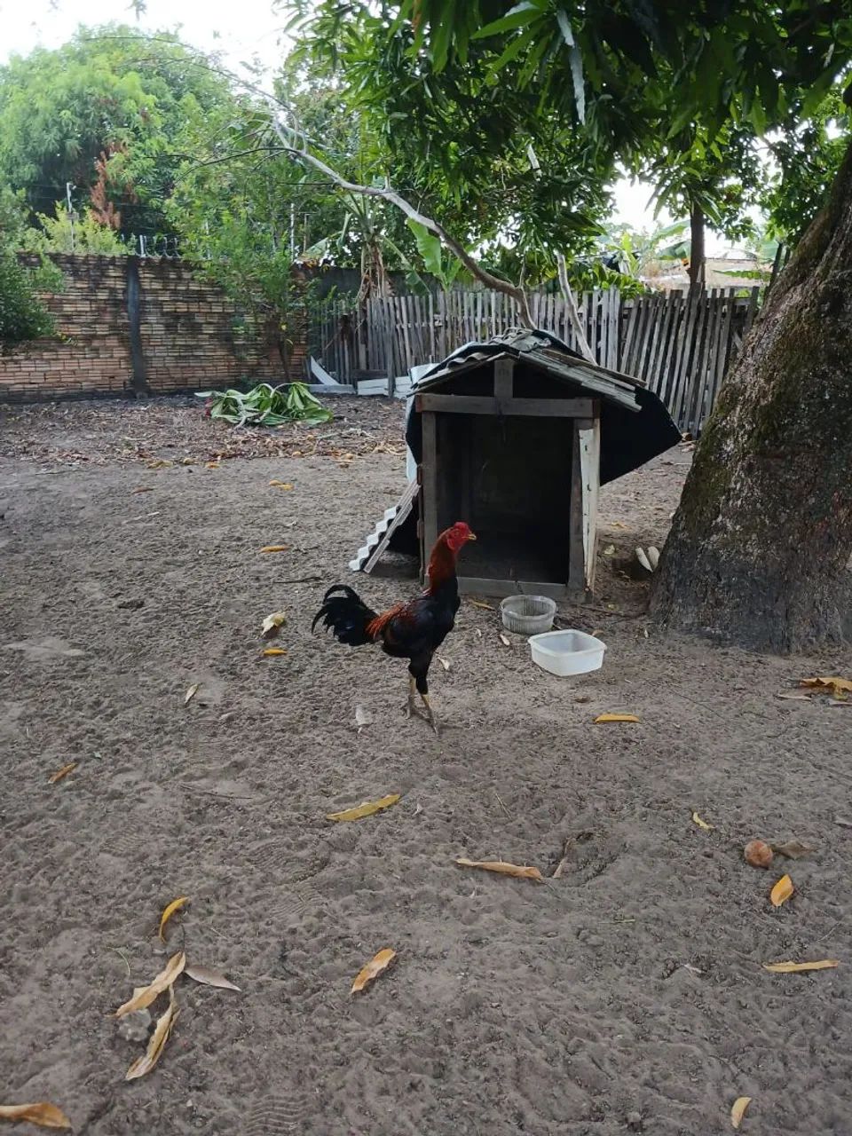 Vende -se galos  - Foto 2