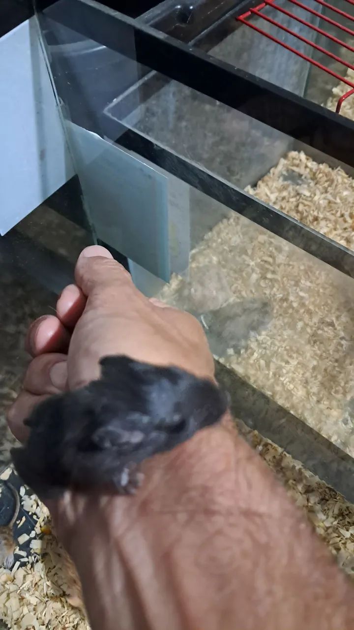 Gerbils Filhotes - Foto 4