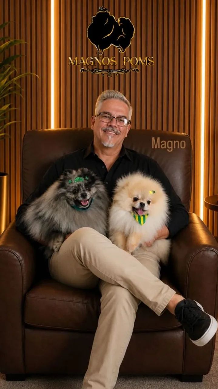 Spitz Alemão Monta e Filhotes 