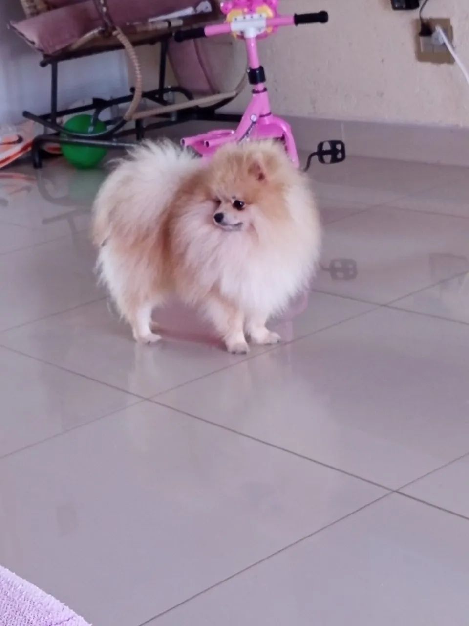 Spitz alemão  - Foto 3