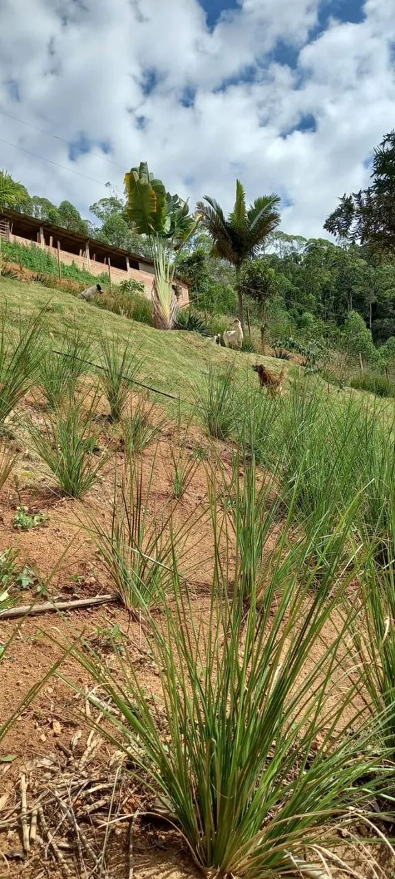 Mudas de vetiver  - Foto 2