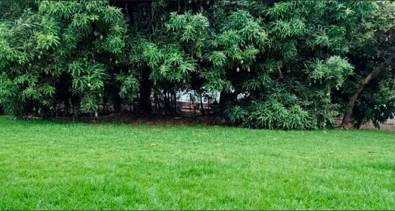 Terreno 2515m2, com açude e pomar. Grande oportunidade  - Foto 3